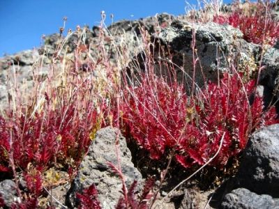 Climbing Humphreys Peak
Local mountain flora...anyone know what these are called ? 
