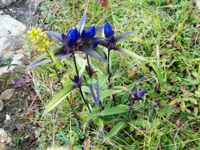 'Closed' Gentian
in meadow on Whitetop Mountain, VA.
