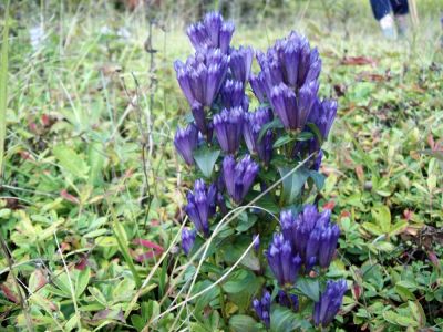 'Bottled' Gentian
This is one of the tallest and vigorous examples I have ever seen.
September, 2009  (Photo by RAT)
