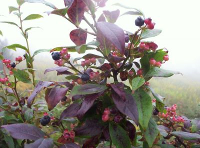 Blueberries
...dripping rain.  Very delicious treat while walking through the Highlands of Virginia.
9-09
