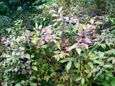 huckleberries?
these were larger and not as tasty as the blueberries.
9-09
