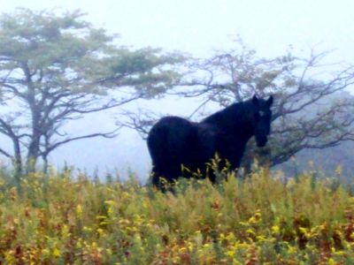 Black Horse in Highlands
near 'Scales' gap.
