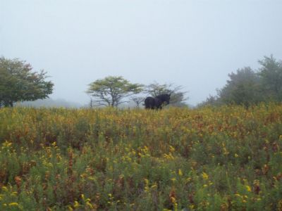 Black Horse in Highlands
standing on ridge-top meadow among the goldenrod and blueberries near 'Scales'.
9-09
