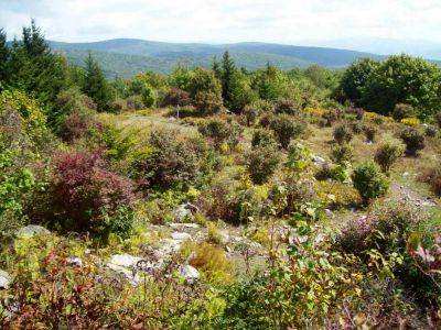 Wilburn Ridge
View looking back toward the Wise Shelter, where we had camped  previous night.
9-09
