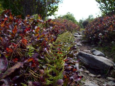 Trail
View of trail from a rabbits perspective?
Rat getting artistic...B'day Hike, 9-09
