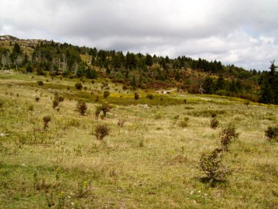 Grayson Highlands
Wild Horses near Massie Gap;
Rat's B'day Hike 2009
