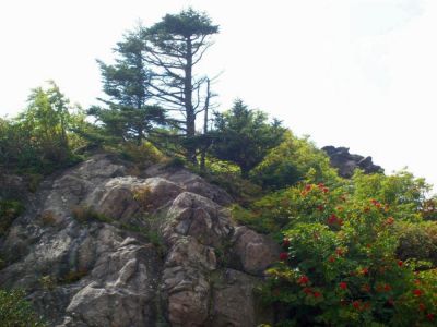 Grayson Highlands
'bonsai'-like tree on boulder-top,
Photo by Rat
9-09
