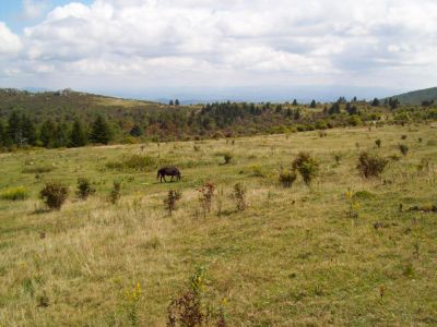 Grayson Highlands
Wild pony grazing in the meadows of the Virginia Highlands.
9-09
