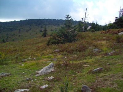 Mount Rogers
Summit in background,
Photo by Rat, 9-09
