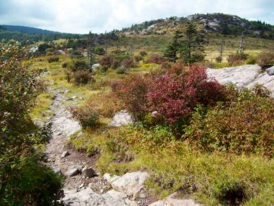Grayson Highlands
Ridge-top meadows full of Frazier firs, blueberries, and wild ponies...
September 2009
Photo by Rat

