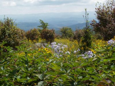 Grayson Highlands
Summer meadow flowers in foreground, and nice view of SW Virginia in background.
