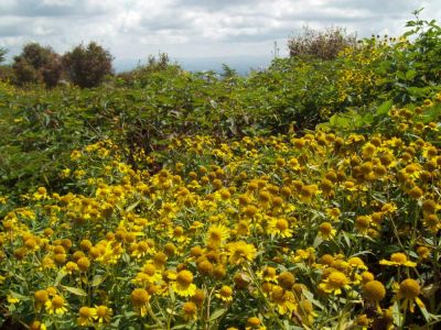 Grayson Highlands
'Sneezeweed'  and blackberry bushes in highland meadow,
Rat's B'day Hike, 9-09
