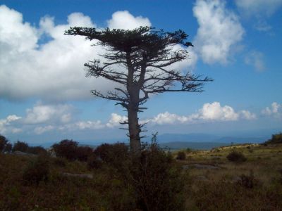 Grayson Highlands
Fir tree in highlands.
9-09
