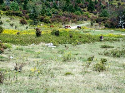 Grayson Highlands
Wild ponies in meadow.
9-09
