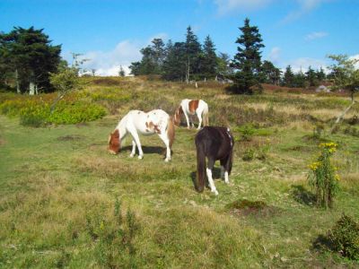 Grayson Highlands
ponies
