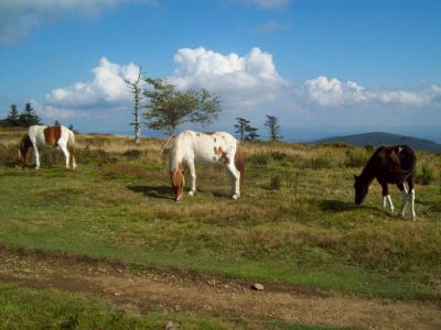 Grayson Highlands
Ponies with a nice view...
9-09
