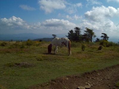 Grayson Highlands
Pony with a view...
September, 2009
