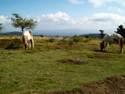 Grayson Highlands
Ponies...
