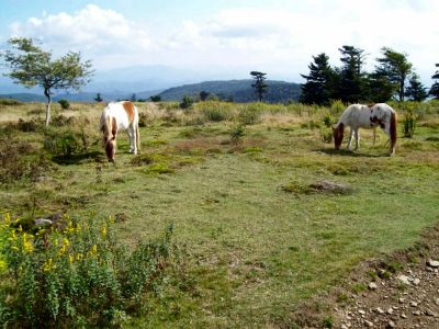 Grayson Highlands
Wild ponies in the highland meadows.
9-09
