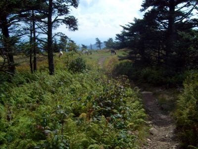 Mount Rogers
Yes, ponies on Mount Rogers, too.
Rat's Birthday Hike, 2009
