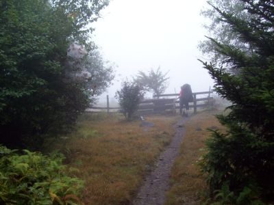 Pine Mountain
Place where several trails converge near 'Scales'...
9-09
