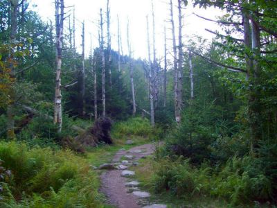 Mount Rogers
Trail photo.

