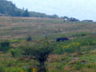 Blue Blaze Trail
on Mount Rogers,
September 2009
