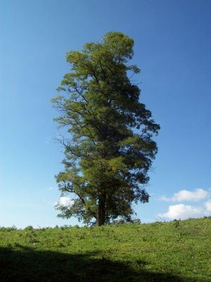 Old Locust Tree
On farm on the way to Lost Mountain Shelter...
Photo by Rat
9-09

