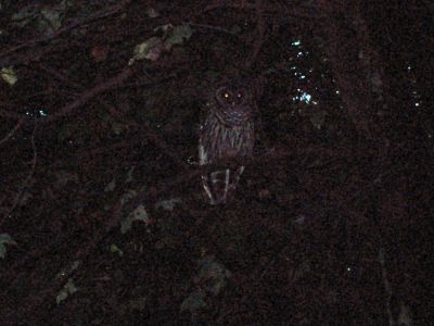 Owl in Tree
At the Old Orchard Shelter,
September 2009
