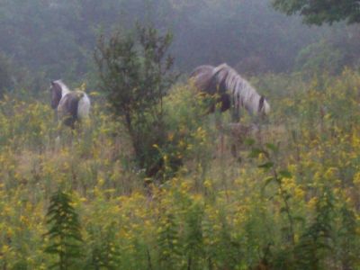 Wild Ponies in the Fog
Near Scales,
9-09
