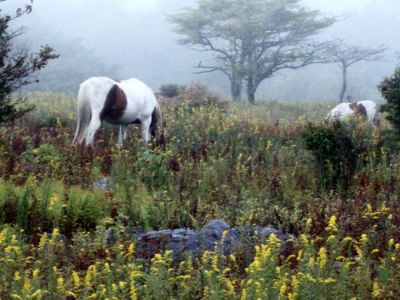 Wild Ponies in the Fog
Near 'Scales' on wet, cloudy day...
9-09
