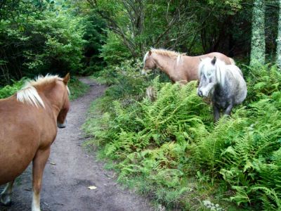 Friendly Ponies
On Mount Rogers,
Rat's Birthday Hike, 2009
