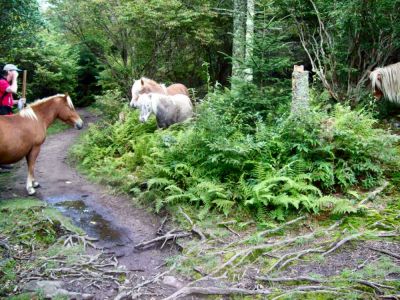 Ponies on Mount Rogers
Not at all shy, either...
9-09
