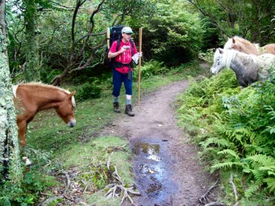 Mount Rogers
Day 3 of hiking trip...taking photos of ponies.
9-09
