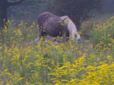 Horse in the Cloud
On the way to Wise Shelter on the second day of trip.
Rat's Birthday Hike, September 2009
