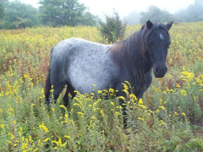 Wild Horses in Meadows
Near Pine Mountain; this horse was very friendly!
9-09
