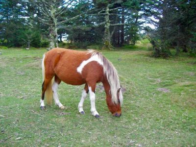 Pony
On Mount Rogers,
9-09
