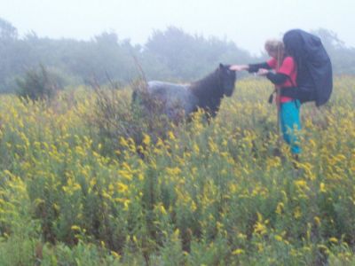 Meadows
Near Pine Mountain, day 2 of trip, taking photos of ponies in the cold, wind, and fog.
September 2009
