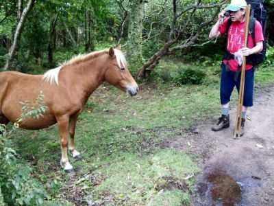 Rat's Birthday Hike '09
'say hairnt...'
Taking pics of ponies on Mount Rogers,
September 2009
