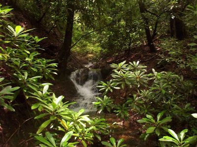 Jones Branch
these falls are a tributary to Jones Branch.
Usually there is only a trickle of water (or less) coming out of that hollow, but  heavy rains brought these falls to life. 
