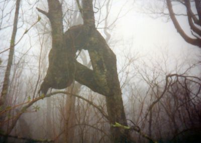 Gnarley Tree
In Sampson wilderness
