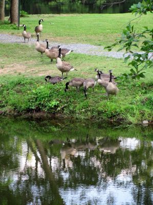 Geese
Erwin Linear Trail 
Photo by Rat
7-3-2010
