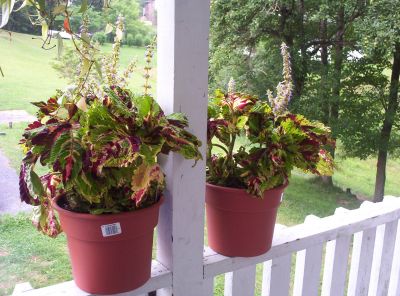 Coleus
Photo by Rat
