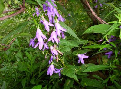 Lobelia
violet, bell-like variety
