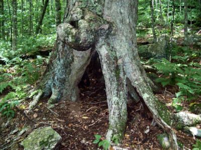 Gnarly 
uh, does that hurt?
