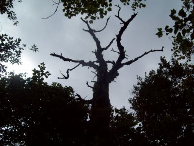 tree5.jpg