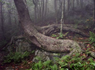 Mount Rogers
Roots wrapping around boulder...
9-09
