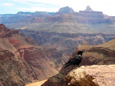 Raven
I said nevermore--Hairnt! 
Photo by Low Rider 
7-24-09
