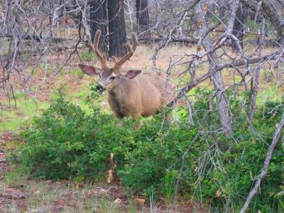 local wildlife
Grand Canyon
Photo by Low Rider 
7-24-09
