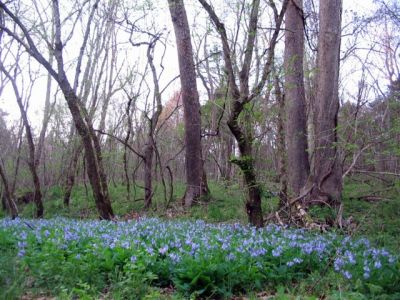 Virginia Bluebells
wildflowers...

